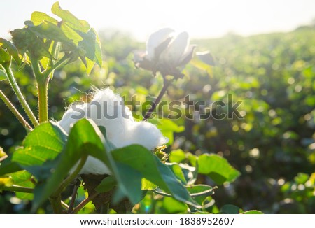 Cotton Field With White Soft Cotton Growing Natural Royalty-Free Stock Photo #1838952607
