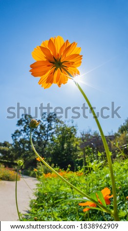 Upward view of a beautiful Yellow Cosmos (Cosmos sulphureus) flower against bright blue, sunny sky, in the garden.