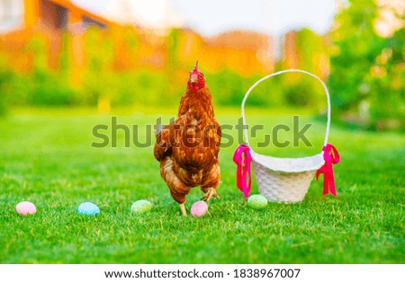 The hen lies beside the egg-hunt basket and the painted eggs are scattered on the green grass. Easter egg hunt concept