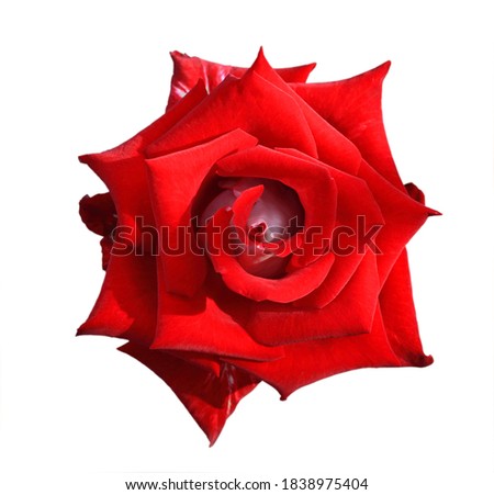 Art photo rose petals isolated on the white background. Rose flower Closeup. For design, texture, background. Nature.
