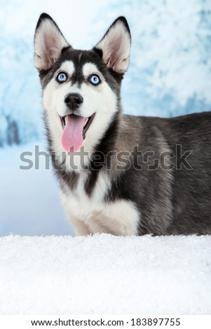 Beautiful cute husky puppy, on winter background
