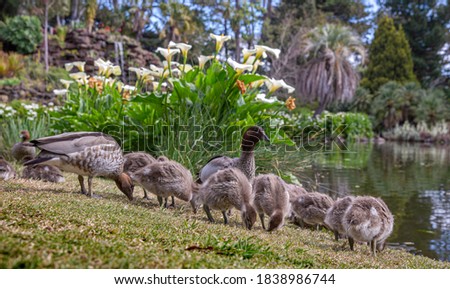 Australian Wood Duck and ducklings feeding on picturesque lakeside, Melbourne, Australia