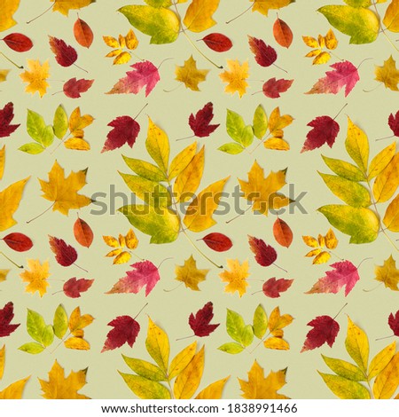 Pattern of beautiful autumn leaves of different types on a light background.