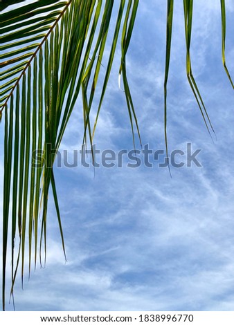 Coconut leaf on the beach at Samui island in Thailand on summer time with copy space