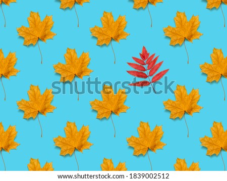 Seamless pattern of maple leaves and one Rowan leaf. The herbarium of the maple.