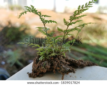 Selectively focus fern leaves with blur background