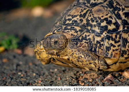 close up photo of a leopard turtle
