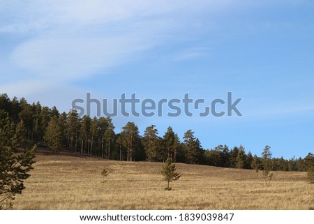 edge of the pine forest evergreen coniferous trees woodland on the mountain hill green fir-needles and yellow green against autumn blue sky 