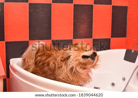 Bathing the dog in the tub. Dog taking a shower. Woman bathes a dog chow chow 