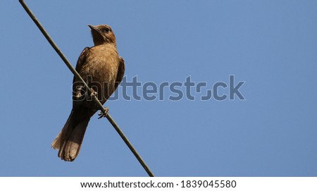 Indian Brown Bird Closeup Picture