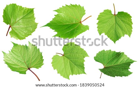 Set of green grape leaves on white background. Banner design 