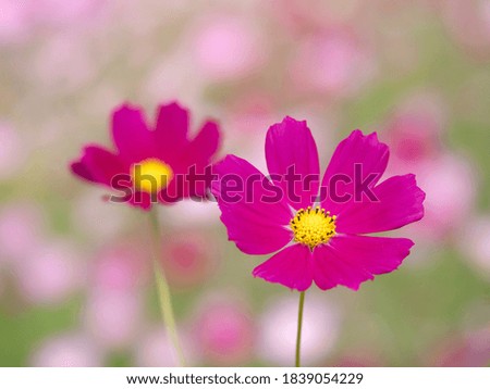 Cosmos flowers. Cosmos is one of the representative flowers of autumn in Japan.