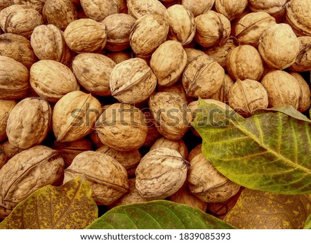 a lot of walnuts on a background of leaves close up
