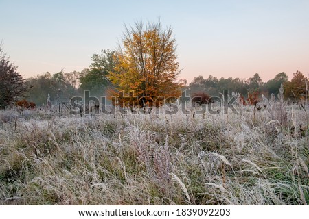Fresh frosty late autumn morning. Frosty grass and fog over the field. Beautiful autumn landscape. Selective soft focus. Royalty-Free Stock Photo #1839092203