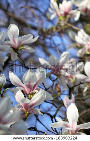 White magnolia flowers under spring sunshine