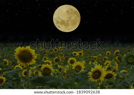 Full moon over sunflowers garden at night.