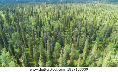 Aerial view from drone of green forest trees in Lapland National park environment, bird’s eye top scenery view. Summer season.

