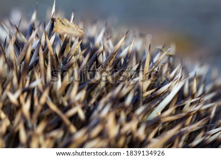 Hedgehog erinaceus europaeus spine with leaves, macro texture background