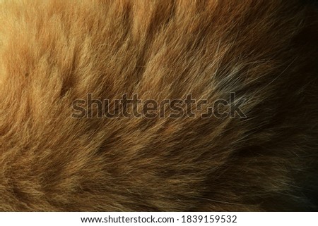 Closeup of natural cat fur pattern. cat fur taxture. cat fur background.