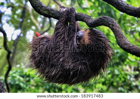 sleeping sloth