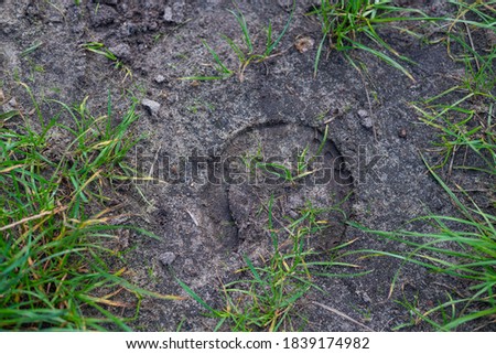 a hoof print in the  dark sand on a dirt road with green grass in the picture