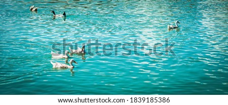 Calm time concept. Beauty peaceful panorama BANNER summer sunshine landscape scenery, group of white duck swimming on green blue water lake. Top view animal natural environment. Wallpaper design