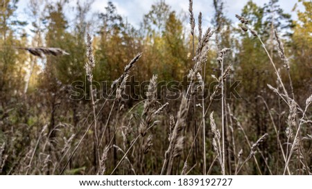 Photo of autumn dry yellowed grass. Yellow grass outdoors on cloudy autumn day.
