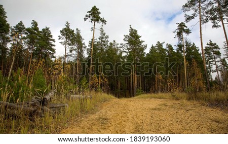 Sand road in the autumn pine forest