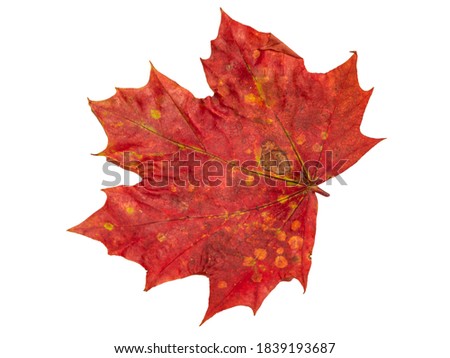 Red and yellow autumn maple leaves isolated on white background. Close-Up Of Maple Leaves. Collection beautiful colourful leaves- copy space. Concept of autumn