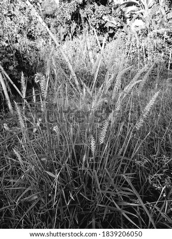 This is a grass looks beautiful in the in the picture.This unwanted weeds grown in the side of the farm land and the image looks more beautiful  in black in white. 