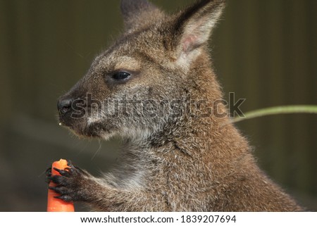 wallaby eating carrot in Aistralia, Victoria