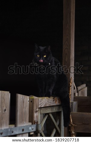 Black Cat doing a bleb