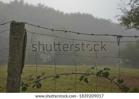 Barrier of a field, with a spider's web. Nature is caught in a thick fog.