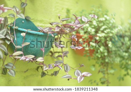 Hanging plants neatly and beautifully on the wall surface