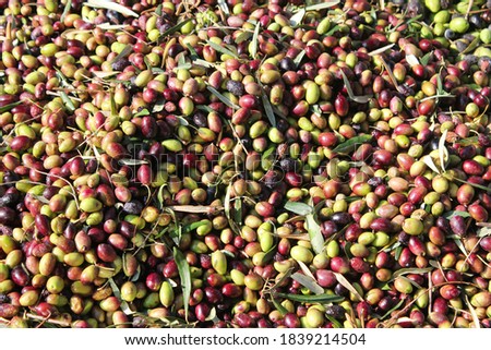 Harvested olives on the press hopper of olive oil mill located in the outskirts of Athens in Attica, Greece.