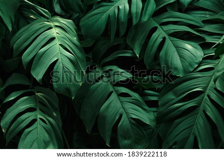 Monstera delicosa leaves textured background Royalty-Free Stock Photo #1839222118