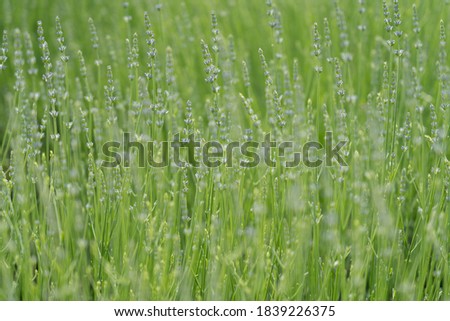 Green Background with Young Lavender Flowers