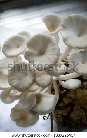 Photo of mushroom, considered as delicious diet food.
