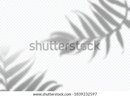 Vector Transparent Shadows of Leaves. Decorative Design Elements for Collages. Creative Overlay Effect for Mockups
