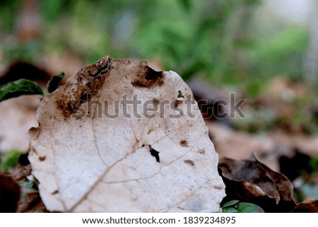 dead leaf picture for wallpaper