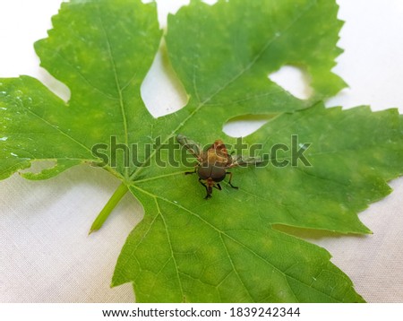 Insect Photography - Macro shot of a horse fly (tabanus bovinus) on green leaf, Insect isolated, Photo of horse-fly on leaf