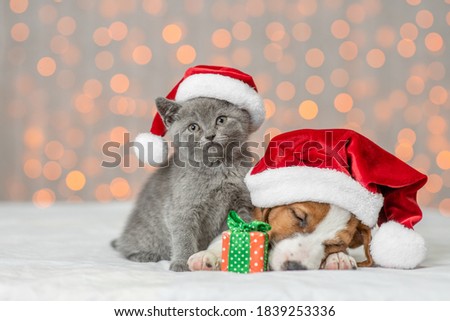 Sleepy Jack russell terrier puppy and kitten are together. Pets wearing santa's hats on festive background