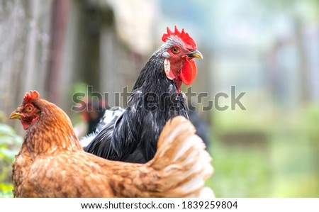 Hens feeding on traditional rural barnyard. Close up of chicken on barn yard. Free range poultry farming concept. Royalty-Free Stock Photo #1839259804