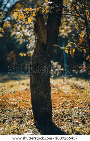 Picture of an apple tree during sunrise