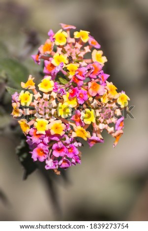 a picture of a poisonous flower, Israel