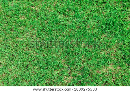 Texture of green grass in garden