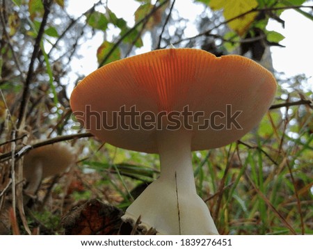 Fly agaric fresh with red mushroom head and white belongs with forest moss 