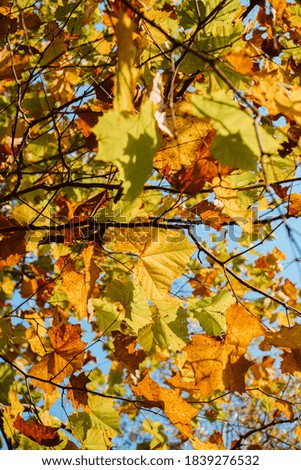Orange, yellow, and green leaves against a blue sky taken from below with sun light shining through