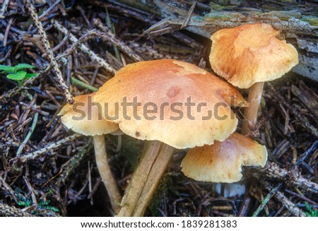 
A group of small mushrooms in the undergrowth