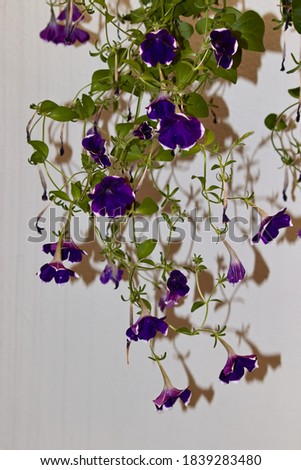 image in portrait format of thin branches of plant Glória da Manhã, with dark blue flowers, illuminated by the light of a flash casting shadows on a light background - POA, SAO PAULO, BRAZIL.